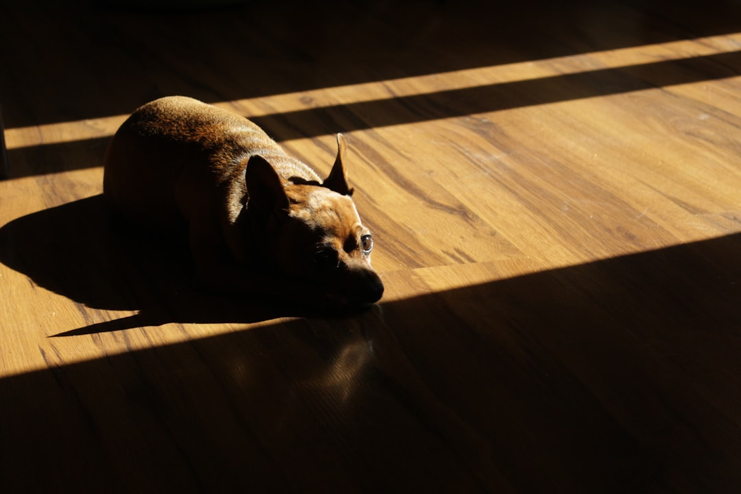 The Timeless Beauty of Parquet Flooring